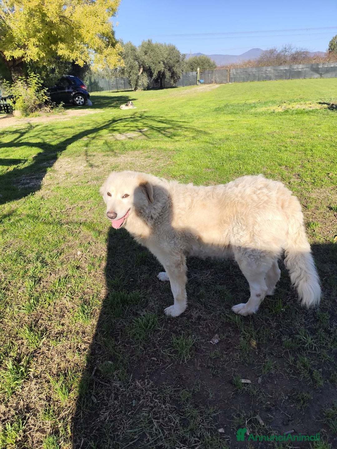 Pastore Maremmano cani in regalo: BLANCA pastore maremmano femmina⁹ - Annuncio 7