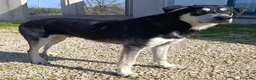 Meticcio cani in regalo: Kevin semplicemente meraviglioso - Annuncio 1
