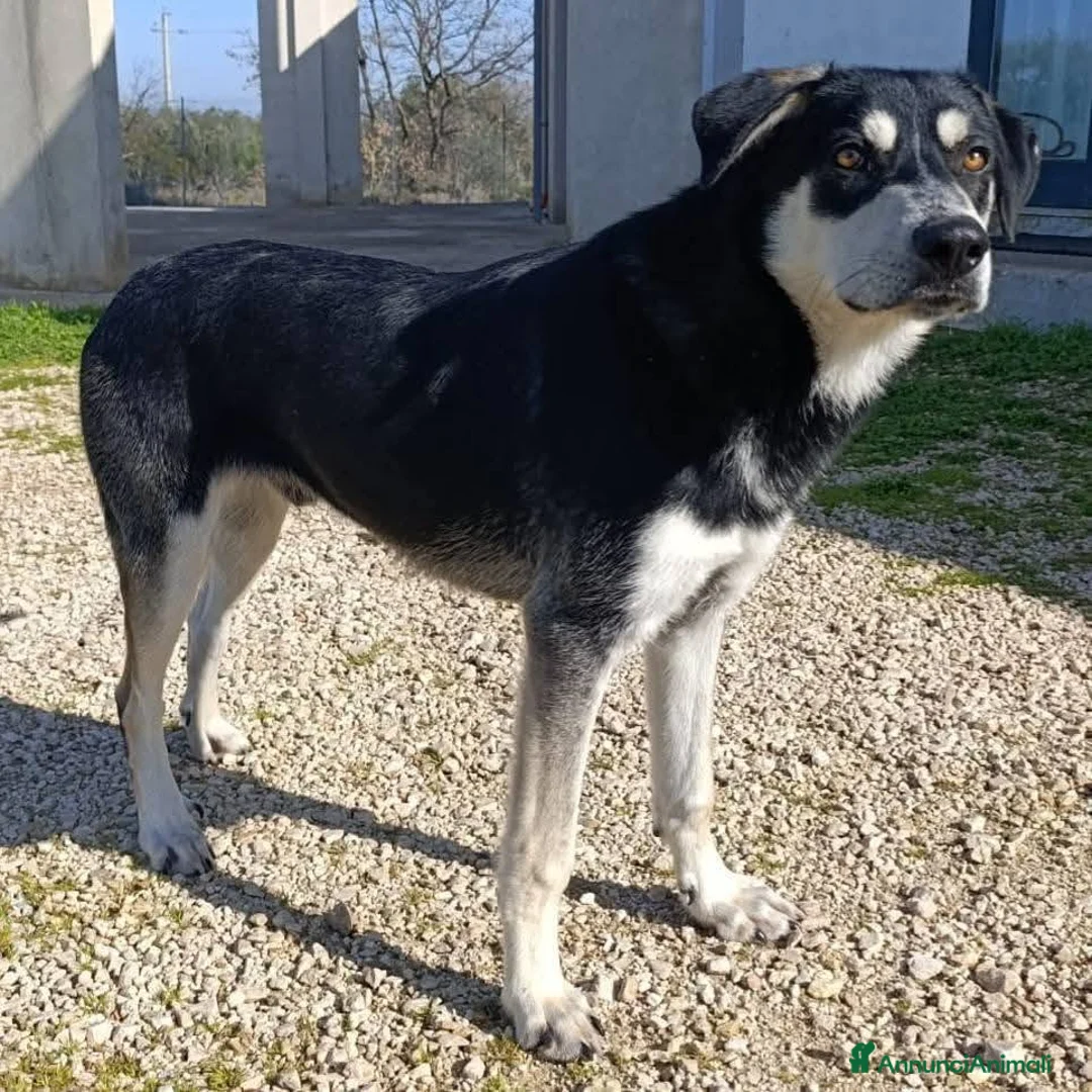 Meticcio cani in regalo: Kevin semplicemente meraviglioso - Annuncio 1