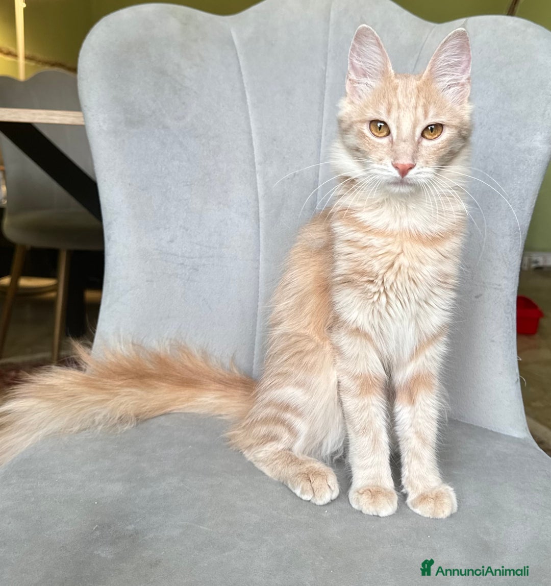 Angora turco gatti in vendita: Angora Turco, gattina di razza - Annuncio 3