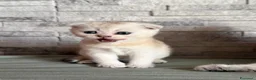 Scottish gatti in vendita: Cuccioli di Scottish Fold - Annuncio 10