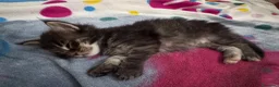 Maine Coon gatti in vendita: Cuccioli Maine Coon a Provincia di Padova - Annuncio 2