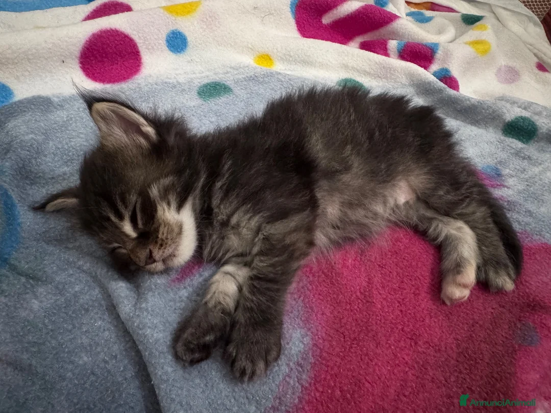 Maine Coon gatti in vendita: Cuccioli Maine Coon a Provincia di Padova - Annuncio 2
