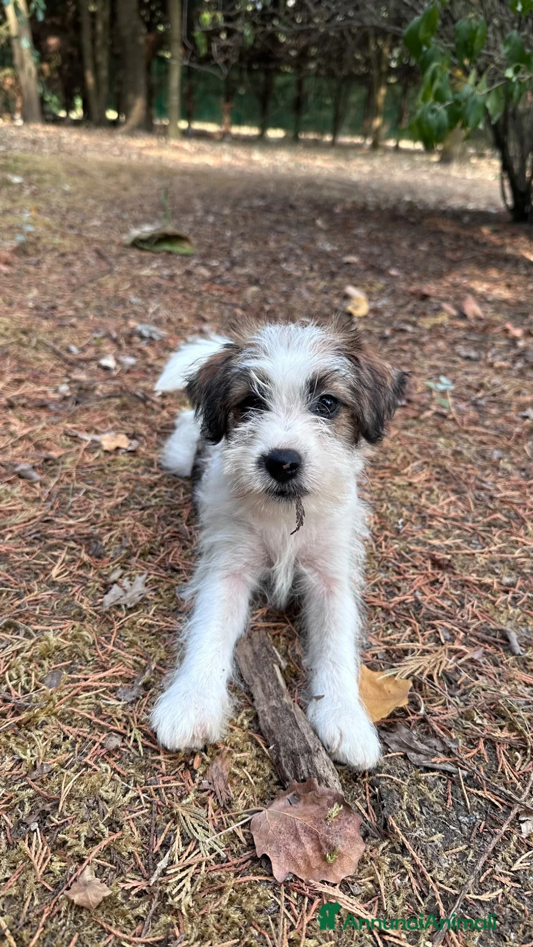 Jack Russell cani in vendita: Cucciola femmina jack Russell  - Annuncio 2