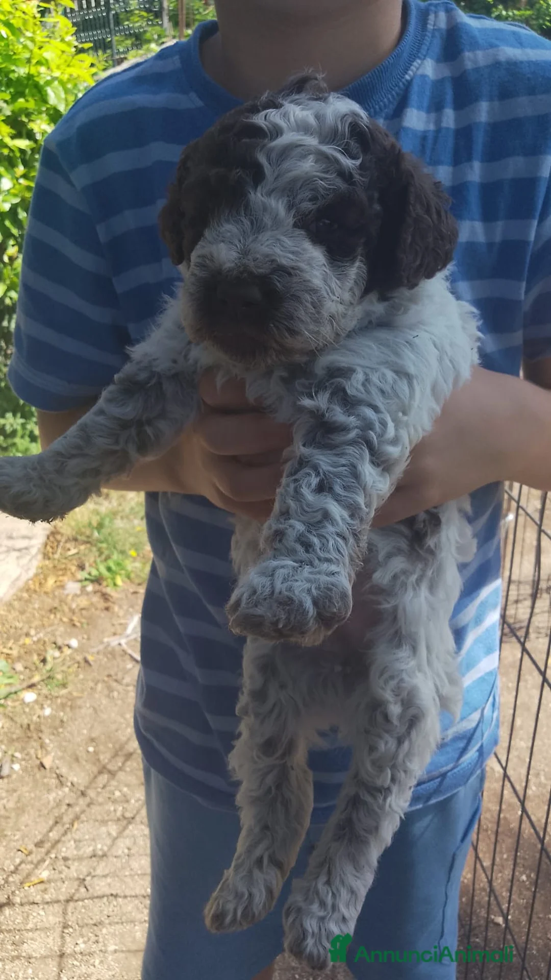 Lagotto cani in vendita: Cuccioli Lagotto romagnolo con pedigree  - Annuncio 1
