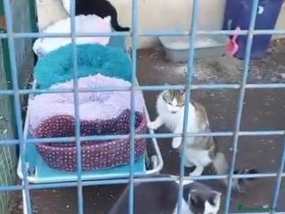 Europeo gatti Gattine 7mesi FELV+ VIVONO IN RECINTO.URGENTE ROMA - Annuncio 9