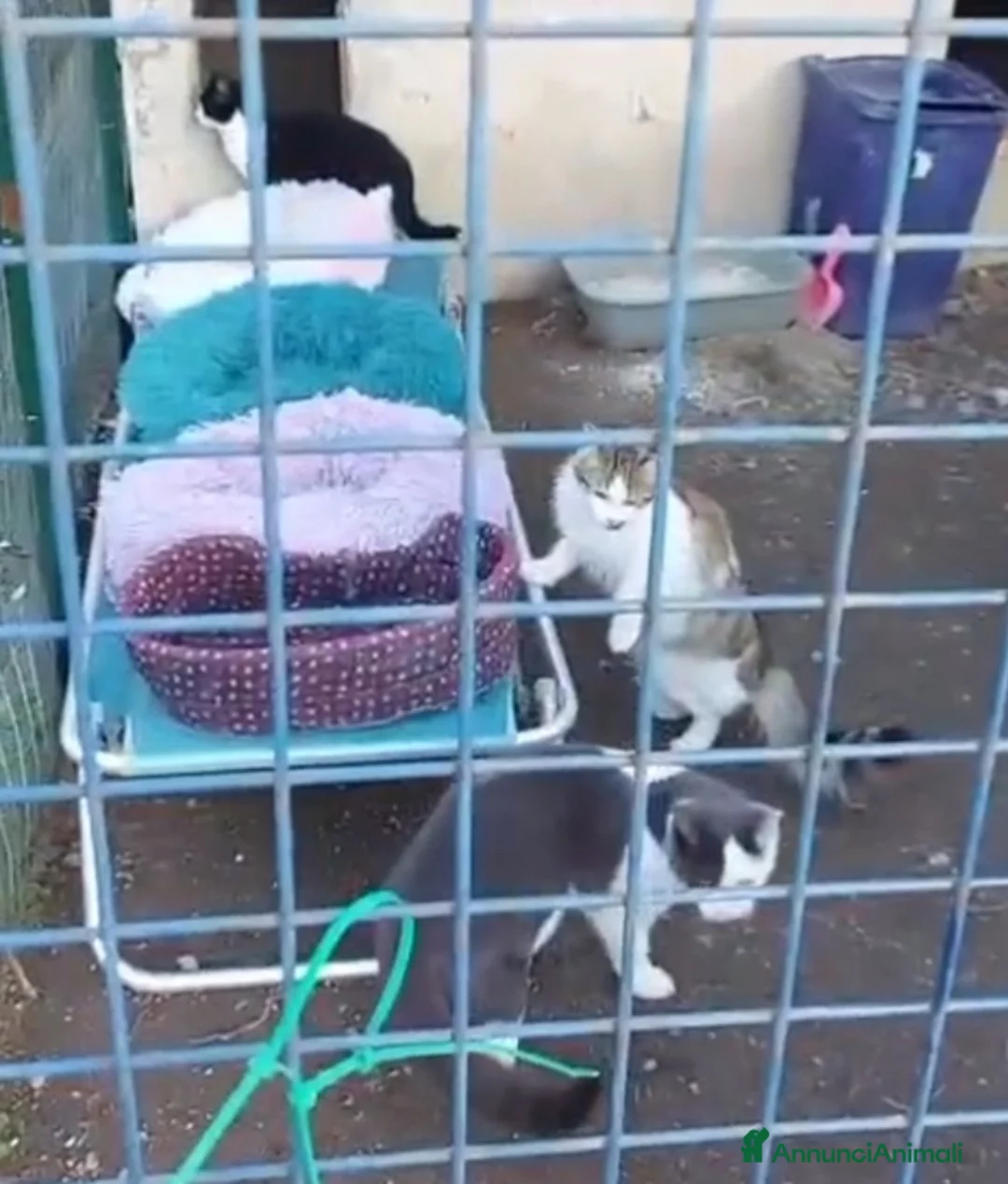 Europeo gatti in regalo: Gattine 7mesi FELV+ VIVONO IN RECINTO.URGENTE ROMA - Annuncio 1