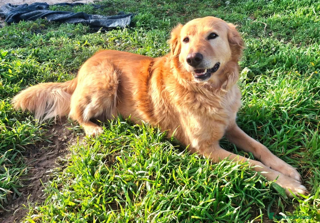 Golden Retriever cani in regalo: Julia 5 anni mix golden a Città metropolitana di Palermo - Annuncio 4