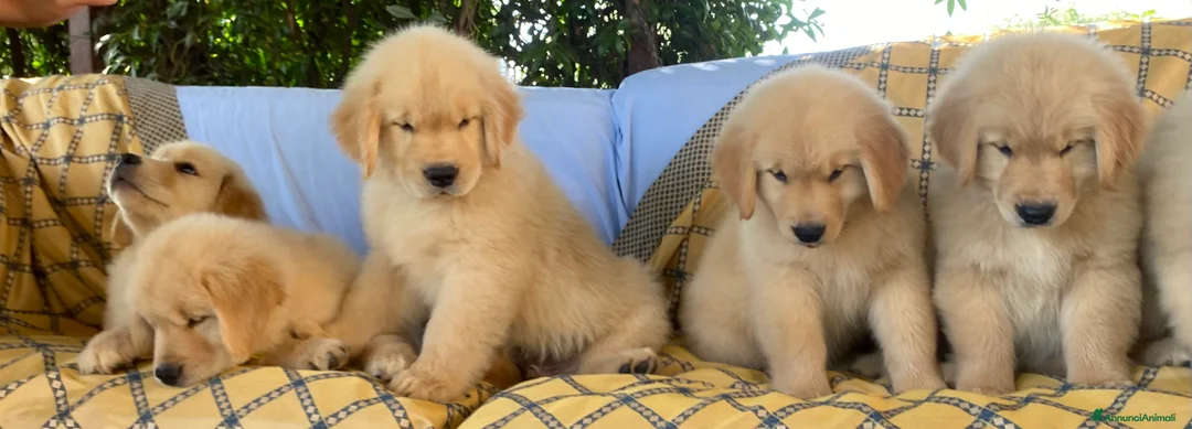 Golden Retriever cani in vendita: cuccioli golden americano 100% - Annuncio 7