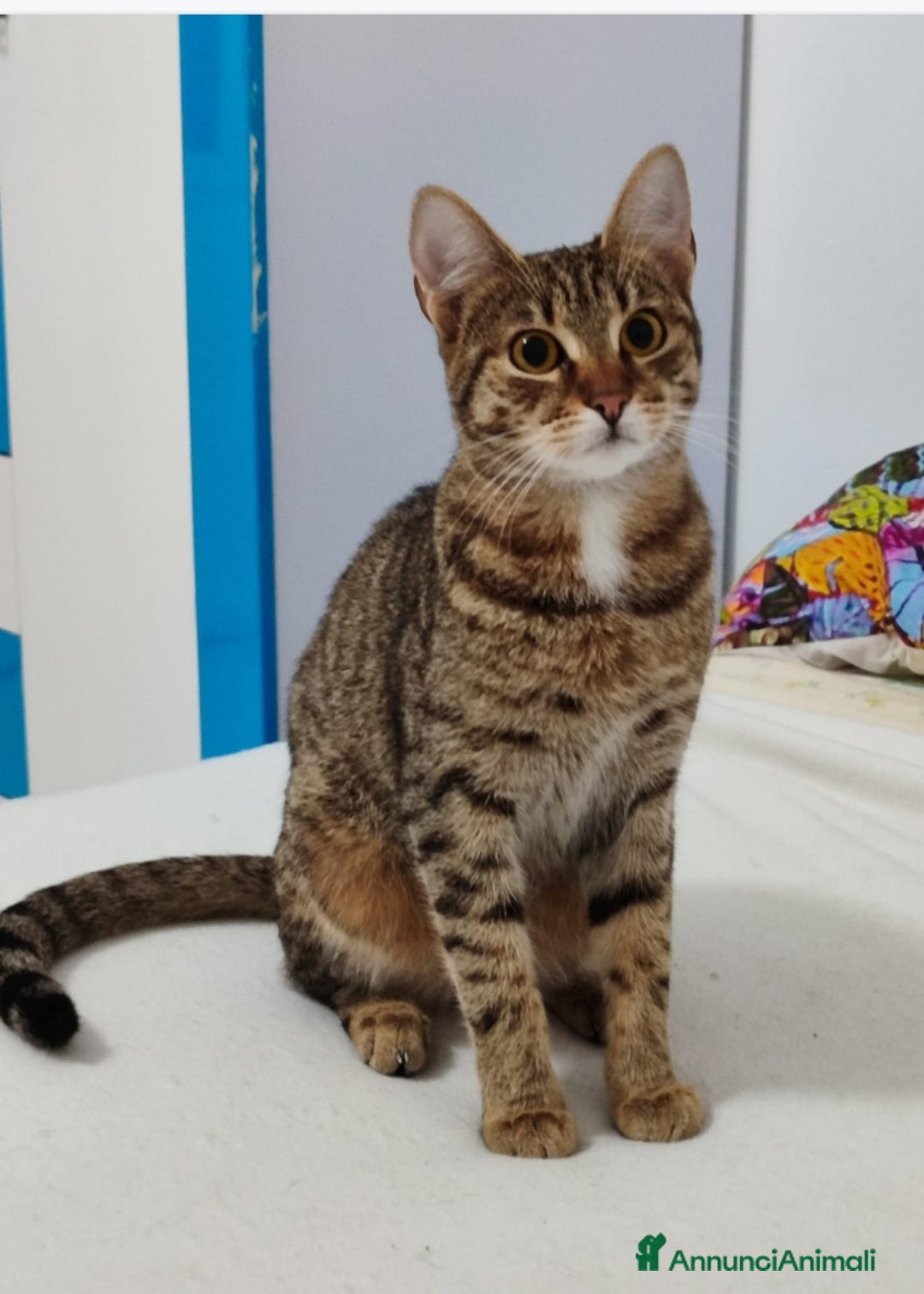 Europeo gatti in regalo: 2mici tigrati grigi 7mesi e 1/2 SOS CASA BARI - Annuncio 3