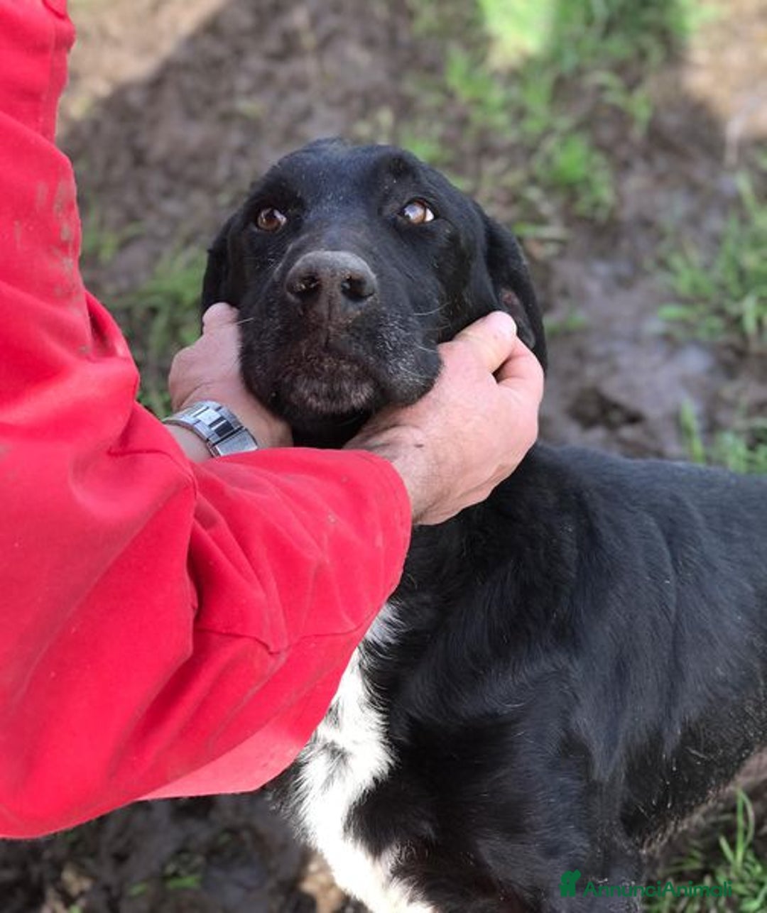 Meticcio cani in regalo: Santo, il suo nome lo descrive in pieno a Provincia di Latina - Annuncio 10