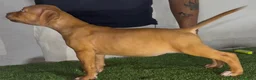 Pitbull cani in vendita: Pitbull ukc  - Annuncio 4