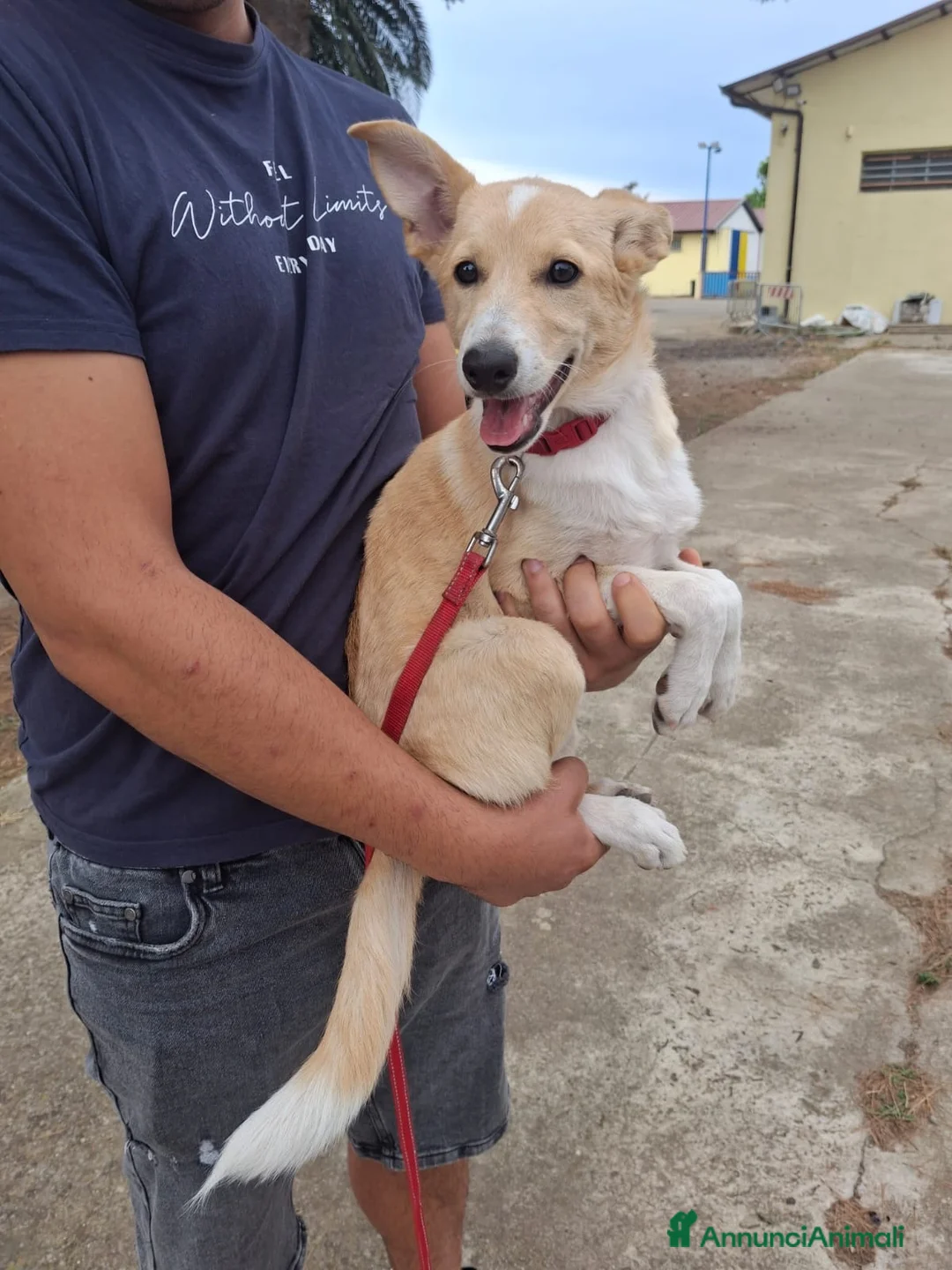 Meticcio cani in regalo: FIAMMA 🩷 DAL FUOCO, VERSO UNA NUOVA VITA 🙏🏻 a Provincia di Pavia - Annuncio 2