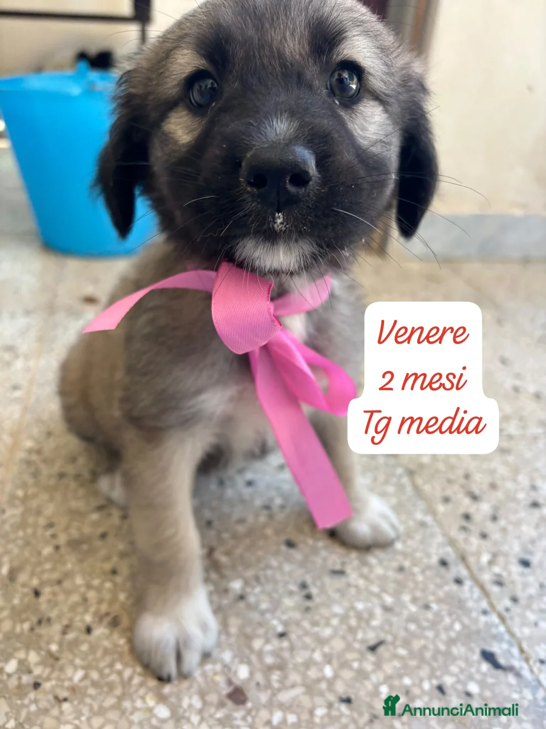 Meticcio cani in regalo: Cuccioli invisibili da salvare  a Provincia di Pistoia - Annuncio 2