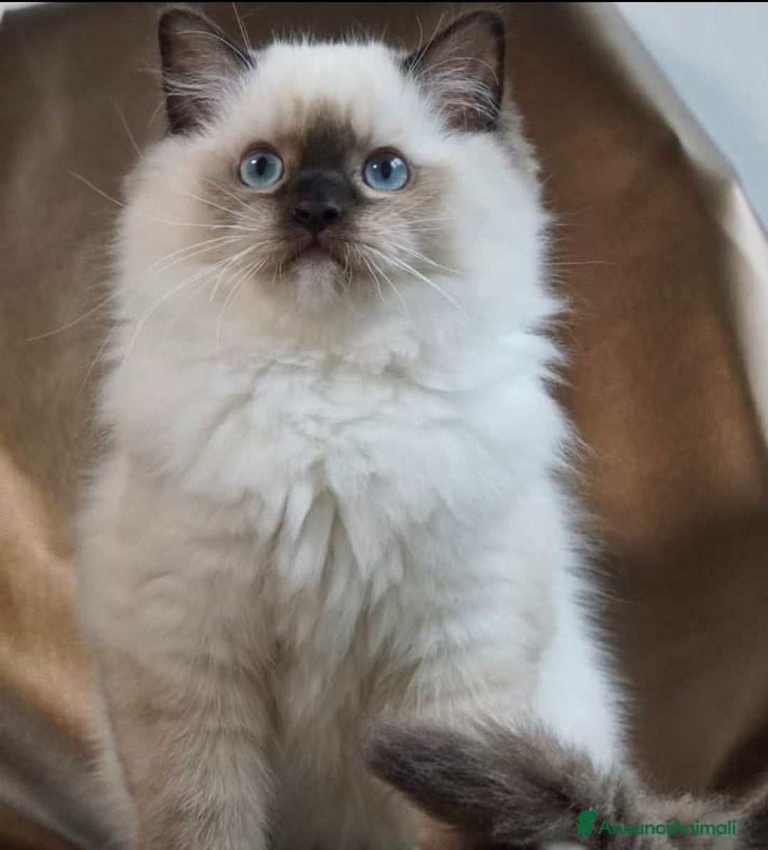 Ragdoll gatti in vendita: Bellissimi cuccioli di ragdoll  - Annuncio 7