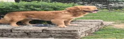 Golden Retriever cani in vendita: Golden retriever 90%linea americana pedigree ENCI  - Annuncio 20