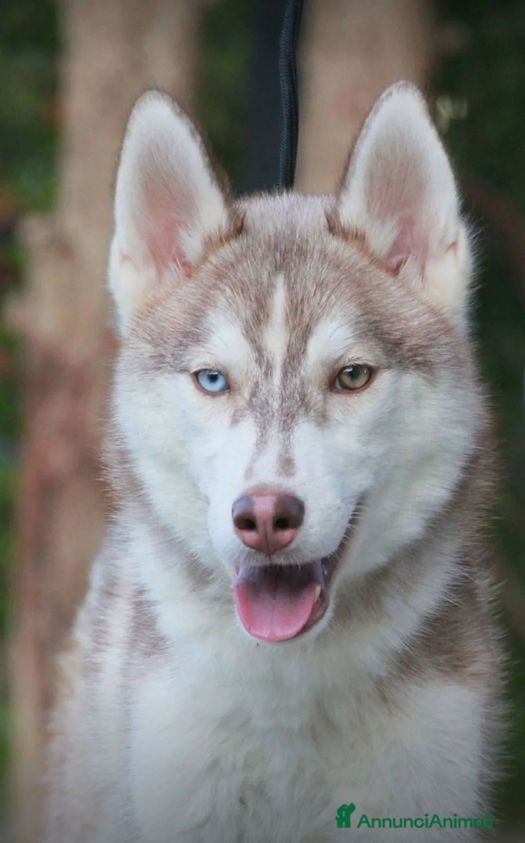 Husky cani in vendita: Meravigliosi cuccioli di Siberian Husky  a Città metropolitana di Roma Capitale - Annuncio 1