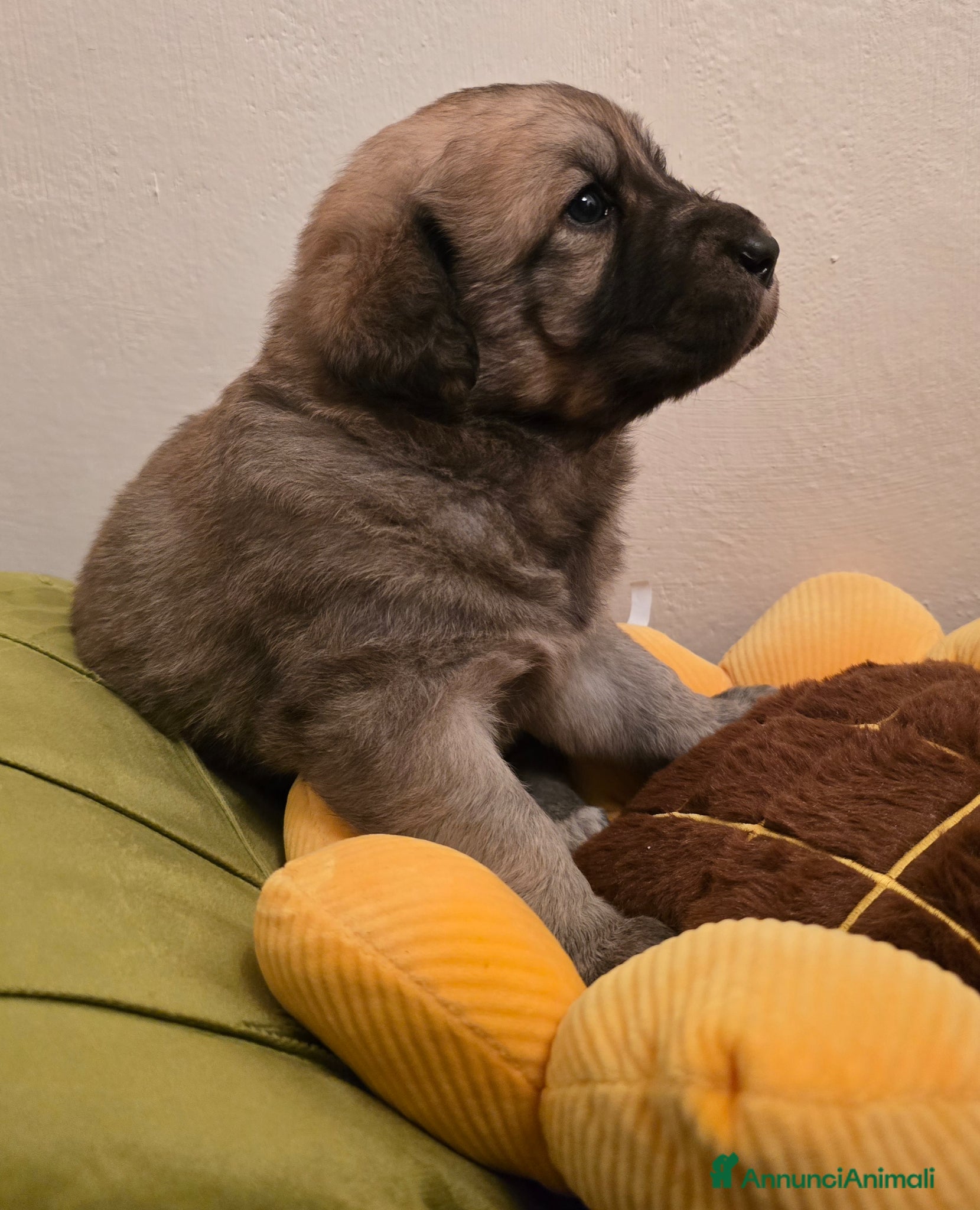 Pastore della Sila cani Bellissimi Cuccioli di Pastore cercano famiglia - Annuncio 2