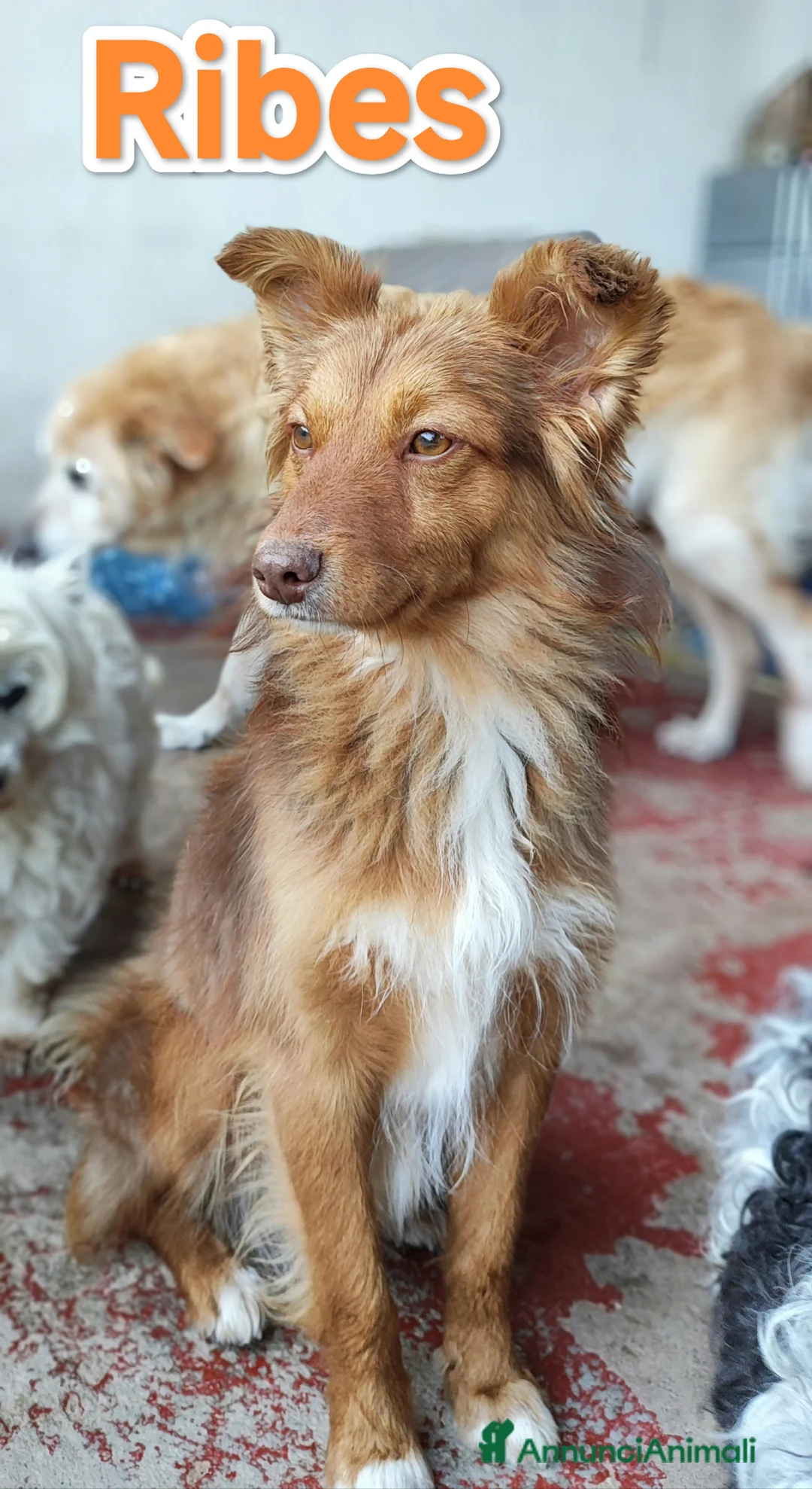 Meticcio cani in regalo: Ribes cucciolo cerca famiglia a Provincia autonoma di Trento - Annuncio 2