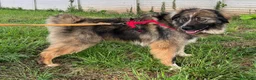 Meticcio cani in regalo: PRUGNA STUPENDA CAGNOLONA - Annuncio 7