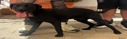 Meticcio cani in regalo: NEREO DOLCE CAGNOLINO - Annuncio 2