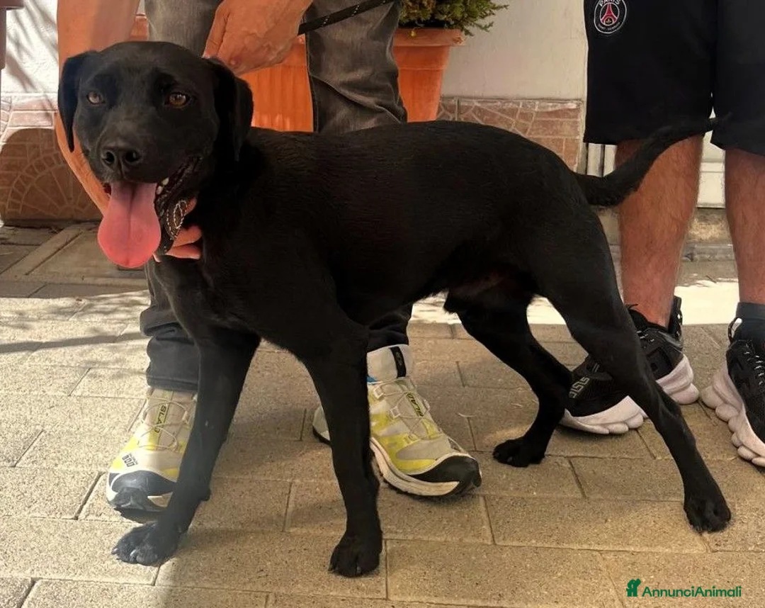 Meticcio cani in regalo: NEREO DOLCE CAGNOLINO - Annuncio 2