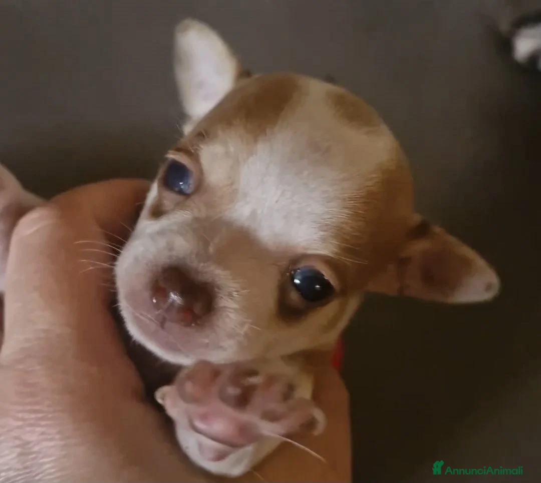 Chihuahua cani in vendita: Ciwawa  - Annuncio 1