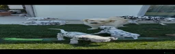 Dalmata cani in vendita: Dalmata a Provincia di Forlì-Cesena - Annuncio 6
