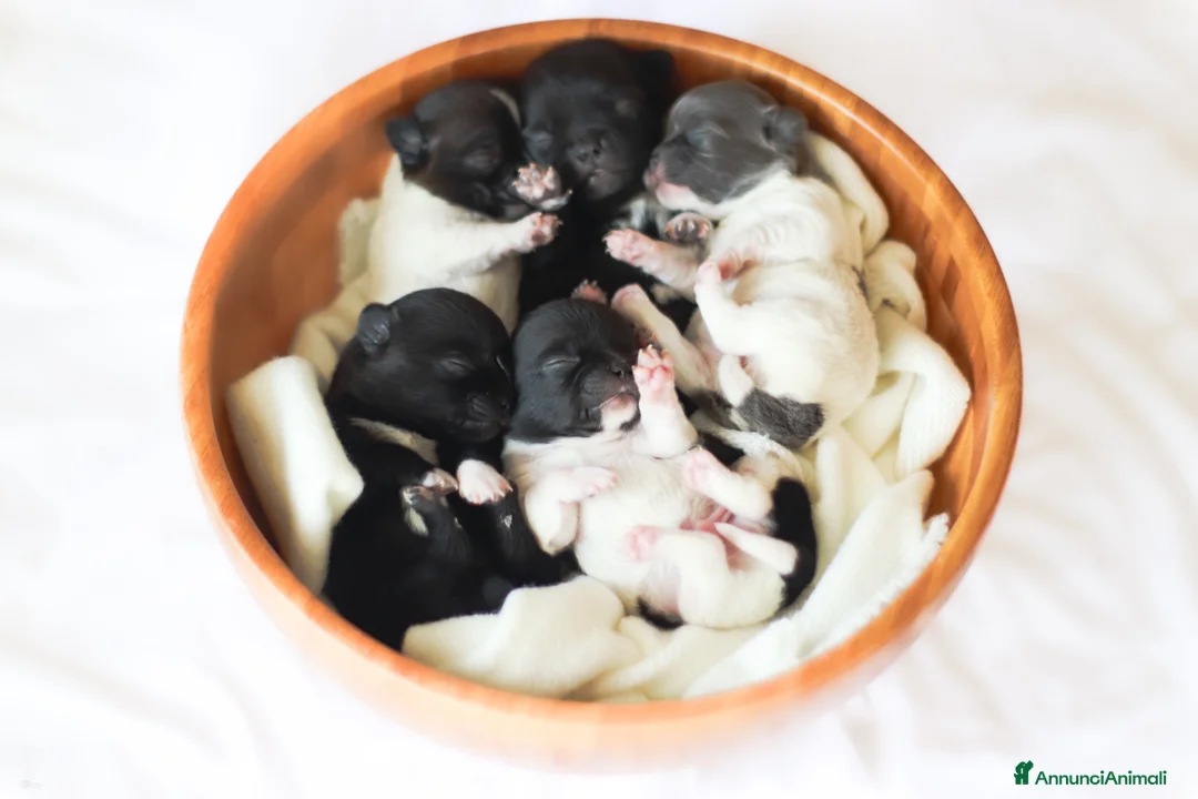 Chihuahua cani in vendita: Chihuahua  - Annuncio 2