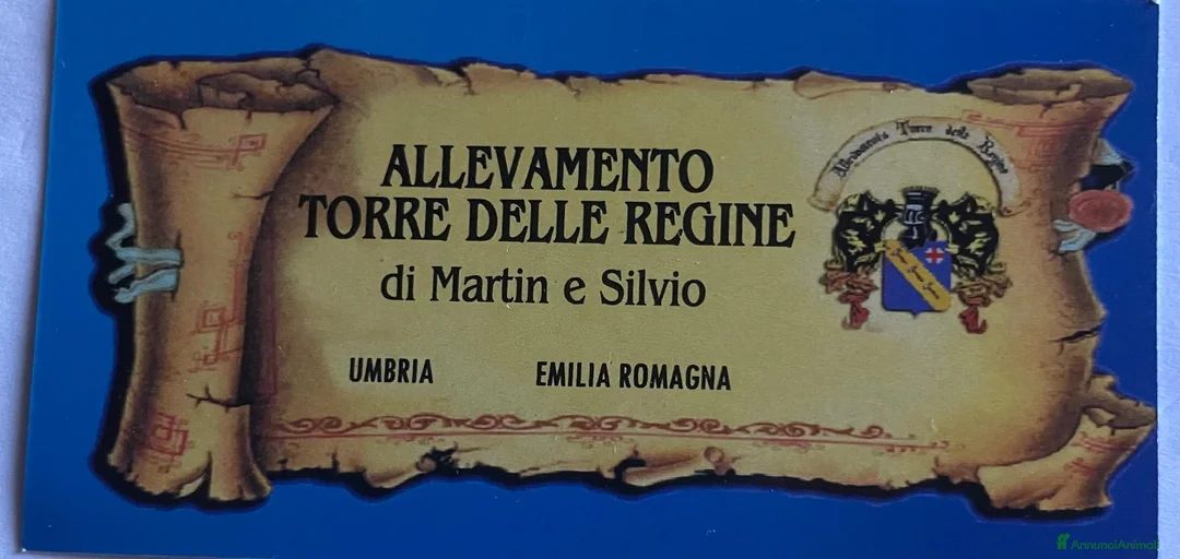 Immagine della galleria {{count}}