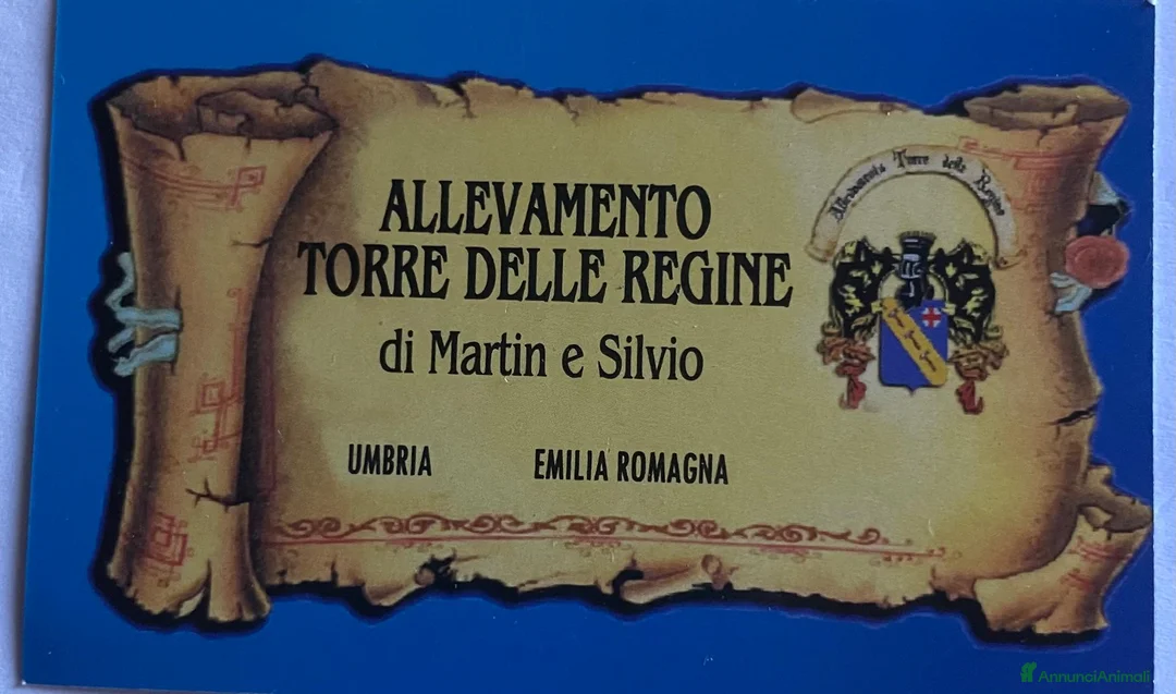 Immagine della galleria {{count}}