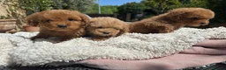 Barboncino Toy cani in vendita: Barboncino toy - Annuncio 6