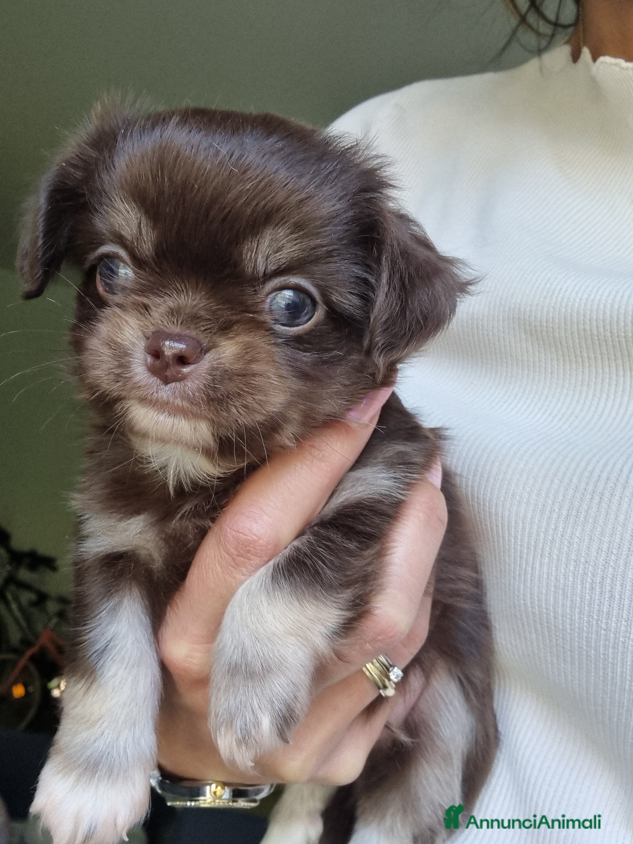 Chihuahua cani Vendesi cuccioli Chihuahua  - Annuncio 7