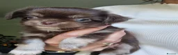 Chihuahua cani in vendita: Vendesi cuccioli Chihuahua  - Annuncio 1
