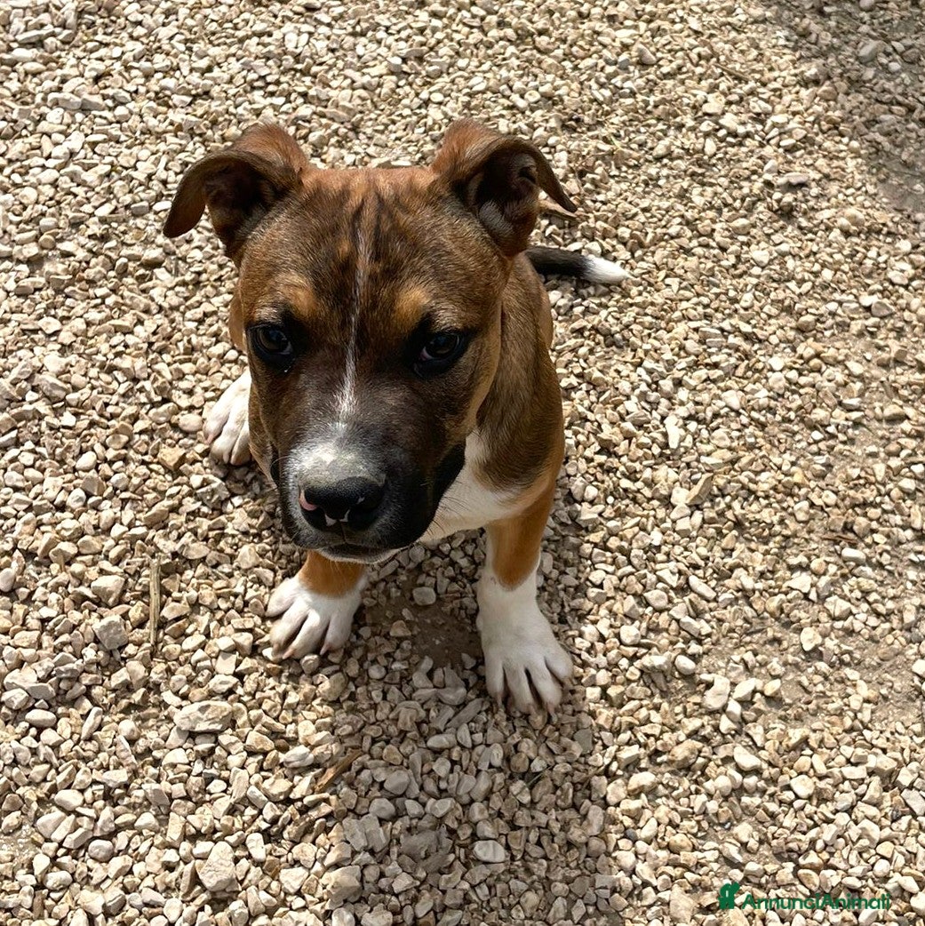 Meticcio cani SOS CHOCO SOS - Annuncio 27