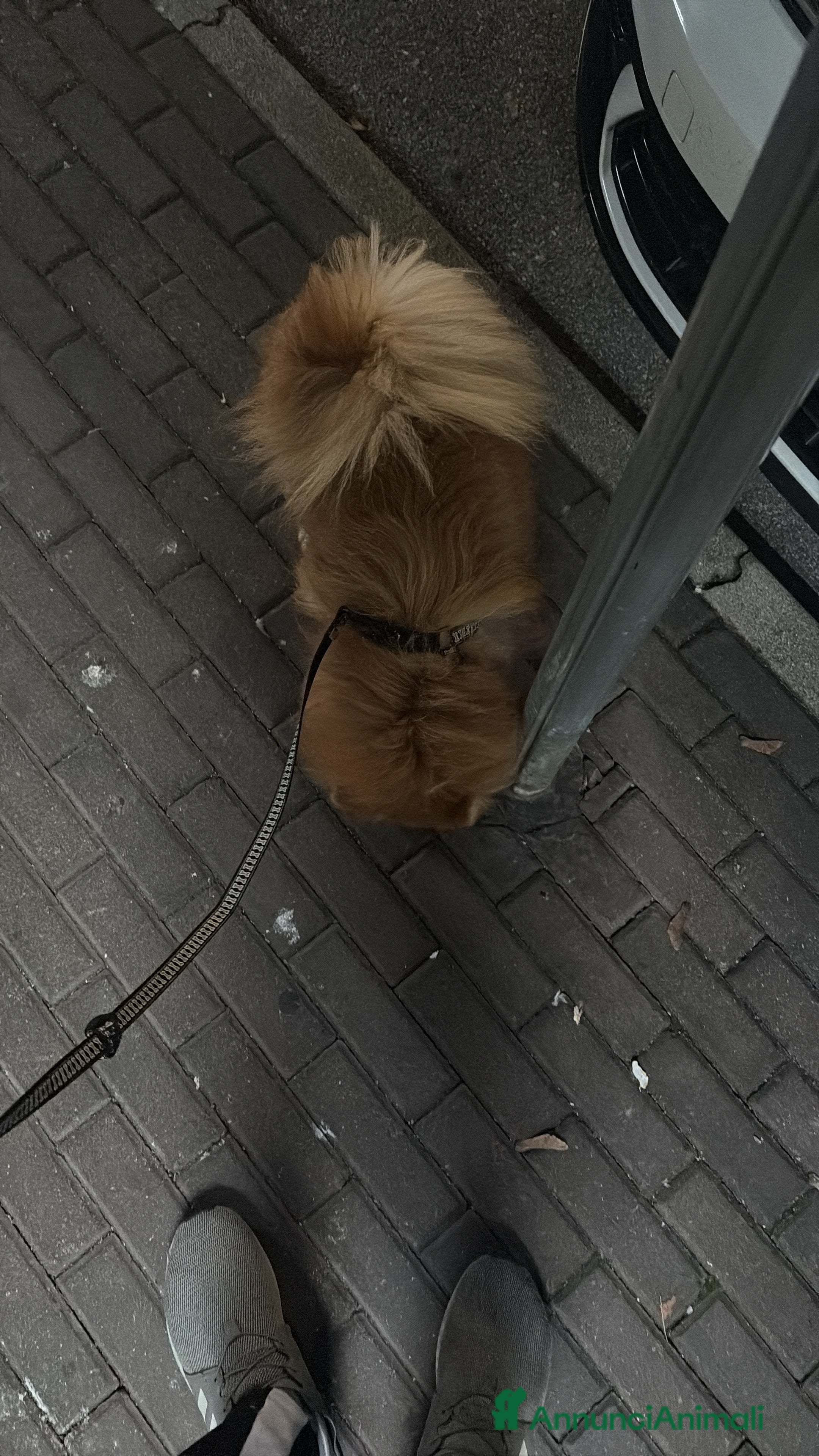 Spitz cani Spitz toy a Provincia di Pordenone - Annuncio 9