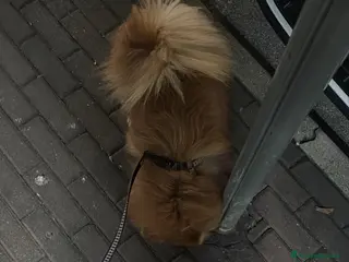 Spitz cani Spitz toy a Provincia di Pordenone - Annuncio 9