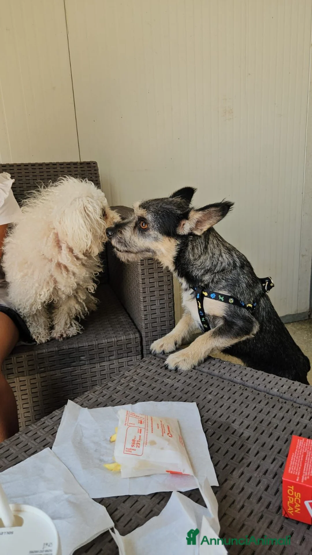 Meticcio cani in regalo: Bueno: taglia piccola, dolce e socievole  - Annuncio 10