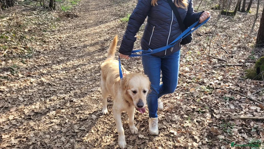 Golden Retriever cani in regalo: Splendido Golden Retreiver - CASPER - Annuncio 2