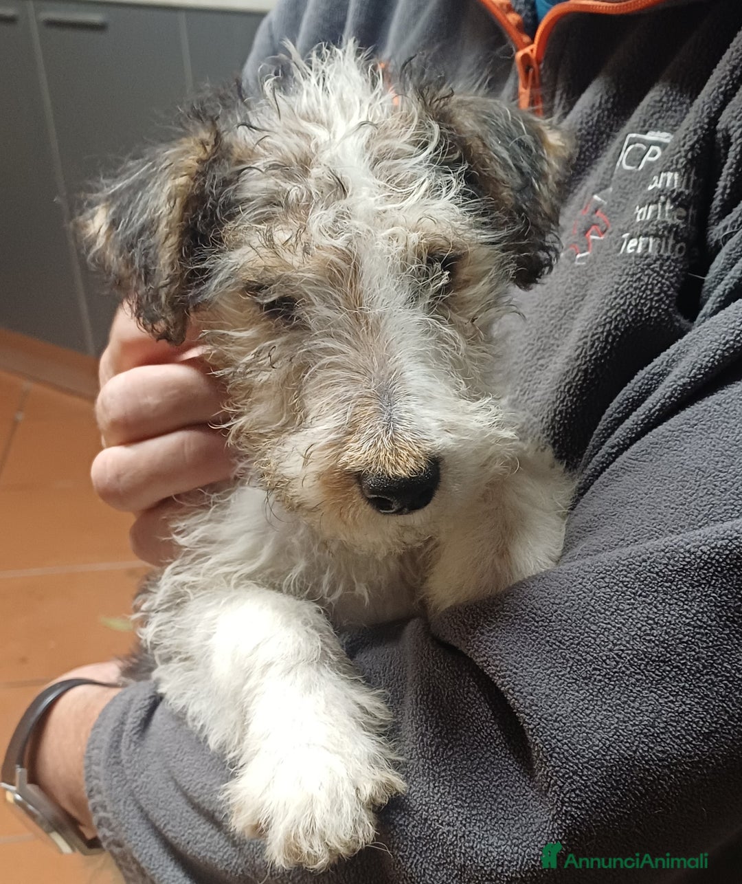 Fox Terrier cani in vendita: Vendita cuccioli fox terrier - Annuncio 5