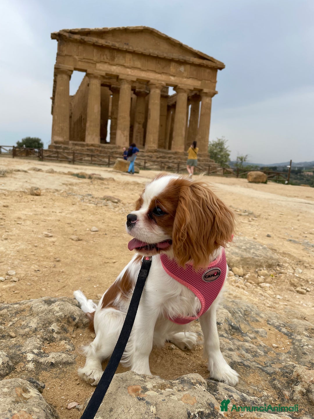 Cavalier King cani in vendita: Cuccioli Cavalier King Blenheim con pedigree - Annuncio 2