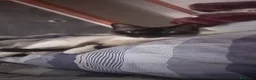 Siamese gatti in regalo: Regalo siamese di 1 anno circa femmina  - Annuncio 2