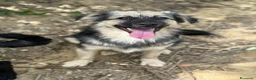Meticcio cani in regalo: BOUNTY, cucciolo TG PICCOLA tanto coccolone! - Annuncio 7