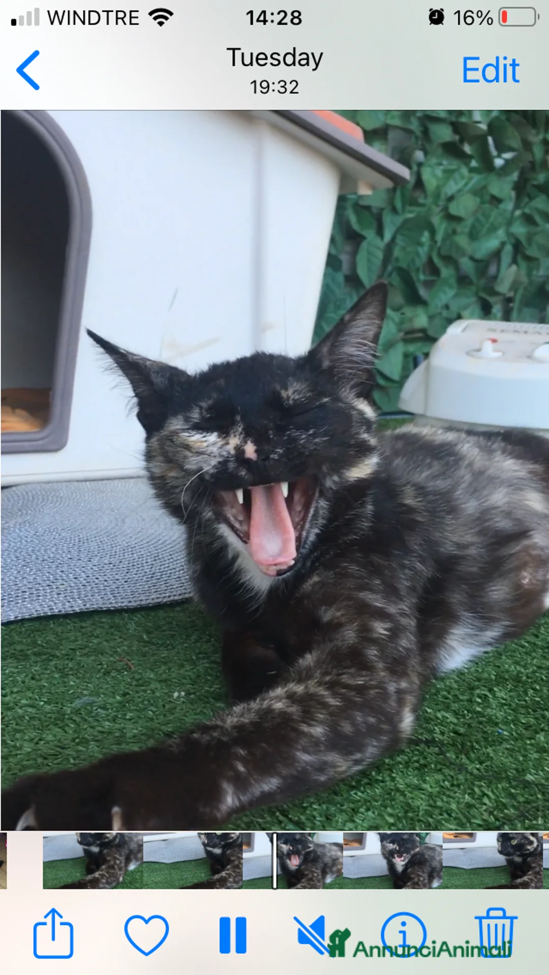 Europeo gatti in regalo: Gatta sterilizzata  - Annuncio 6