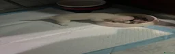 Chihuahua cani in vendita: 4 chihuhua cuccioli maschi - Annuncio 3