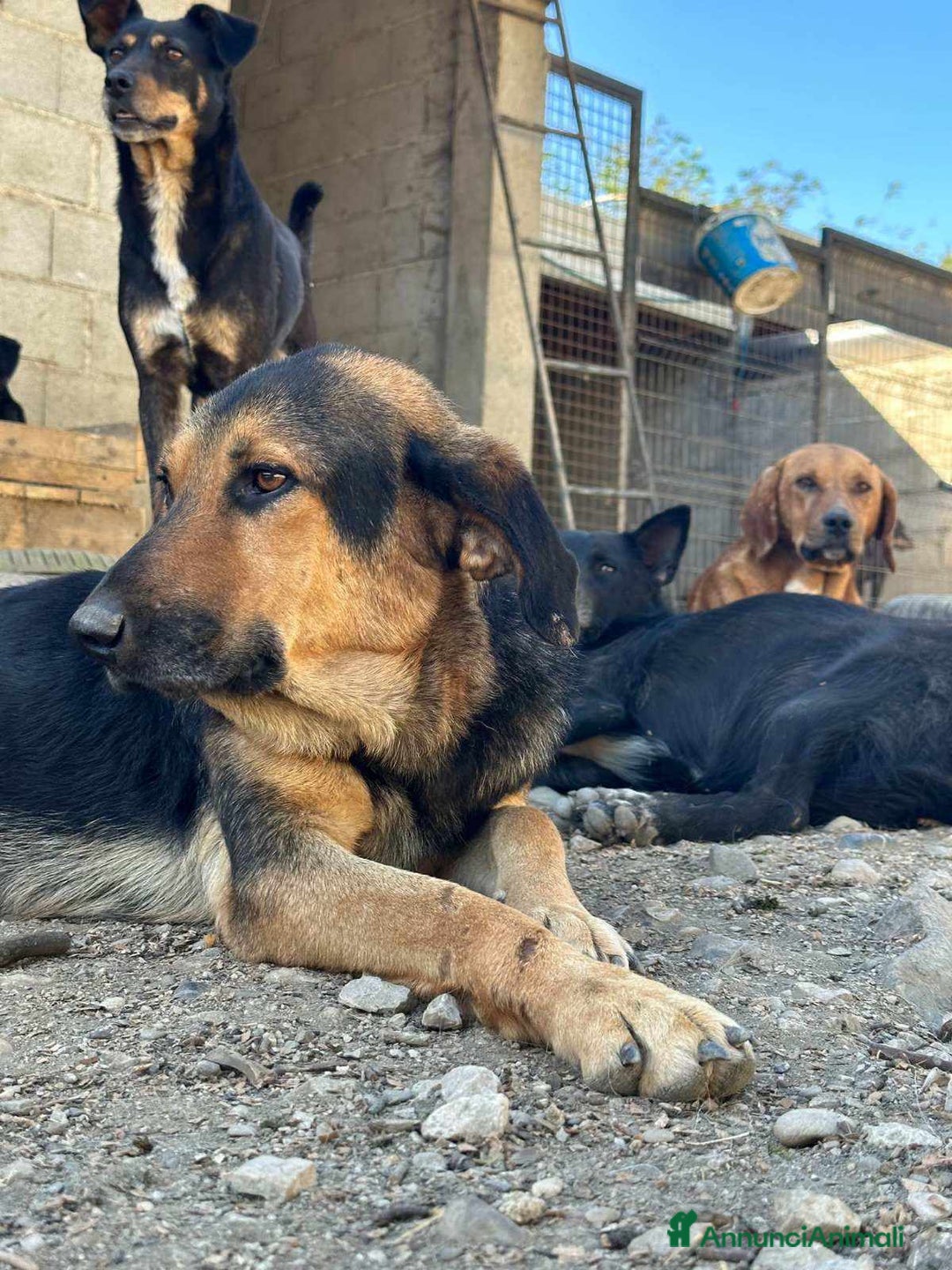 Meticcio cani in regalo: AISHAN, dimenticato da tutti! - Annuncio 7