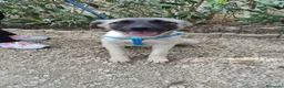 Meticcio cani in regalo: panda - Annuncio 3