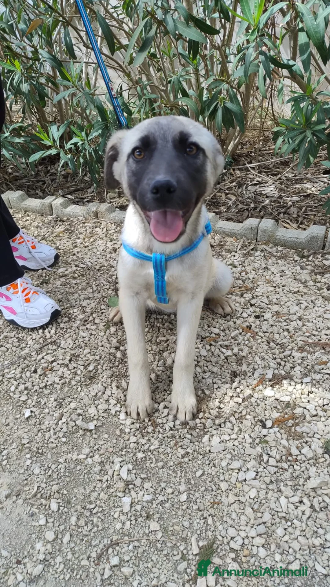 Meticcio cani in regalo: panda - Annuncio 3
