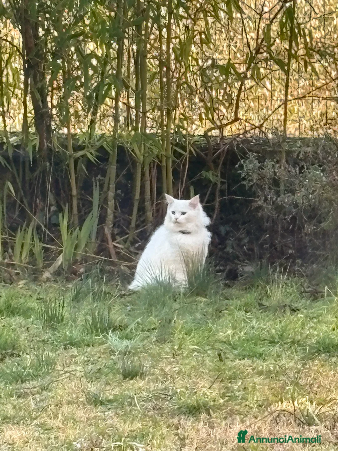 Angora turco gatti per accoppiamento: Cucciolo Angora Turco - Annuncio 2