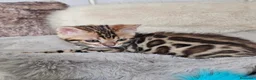 Bengala gatti in vendita: Splendidi cuccioli di bengala - Annuncio 6